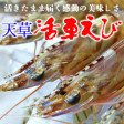 天草の活車えび(車海老・車エビ)【約300g】 | 日本全国各地の名産品やお土産のお取り寄せモール 風土jp