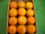タンカン 5kg箱 秀品 2L玉・約25個入 | 日本全国各地のお取り寄せモール風土jp