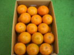 家庭用タンカン 5kg | 日本全国各地のお取り寄せモール風土jp
