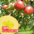 【訳あり】激安プレミアムアウトレット、サンふじりんご(4.5kg 9〜25玉入)【発送時期:11月下旬〜3月下旬頃まで予定】 | 日本全国各地のお取り寄せモール風土jp