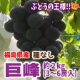 【福島県産】種なし巨峰 贈答向(約2kg箱 3〜6房入) | 日本全国各地のお取り寄せモール風土jp