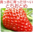 プリップリの『とちおとめ(4パック入)』同一送付先に2箱買うと送料無料♪栽培方法にこだわった甘いイチゴです 【発送時期:12月下旬〜5月中旬頃まで予定】 | 日本全国各地の名産品やお土産のお取り寄せモール 風土jp