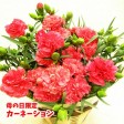 母の日カーネーション(5号) 【送料無料】 | 日本全国各地のお取り寄せモール風土jp