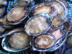 【送料無料】天然蝦夷あわび 1kg(13個前後) ステーキ用♪ | 日本全国各地のお取り寄せモール風土jp