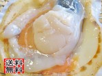 【北海道噴火湾産】活ほたて3kg 15枚前後〜20枚前後 | 日本全国各地のお取り寄せモール風土jp