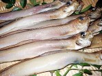 富山湾の朝獲れ一夜干しゲンゲ | 日本全国各地のお取り寄せモール風土jp
