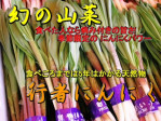 朝採り!即発送!北海道産【行者にんにく】1束50g | 日本全国各地のお取り寄せモール風土jp