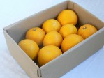 さつき八朔 2.5kg | 日本全国各地のお取り寄せモール風土jp