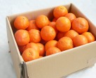 定番セミノール10kg | 日本全国各地のお取り寄せモール風土jp