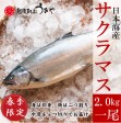 本鱒(サクラマス)2.0kg【一尾】 | 日本全国各地のお取り寄せモール風土jp