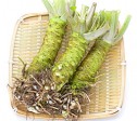 ご家庭用わさび【細根付Lわさび】1本 | 日本全国各地の名産品やお土産のお取り寄せモール 風土jp