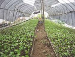 わさび苗【1本】 | 日本全国各地の名産品やお土産のお取り寄せモール 風土jp