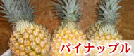 �ѥ��ʥåץ�