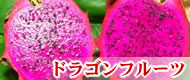 �ɥ饴��ե롼��