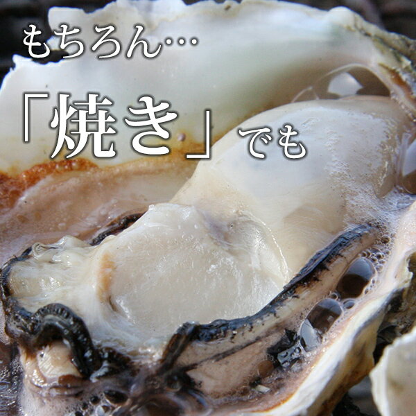 ̵γ 200250g դ䲴() 5kg Ĺ 彽绺 ľ ޥ建 [䤬/䥬/]  | ϤΤ󤻥⡼jp