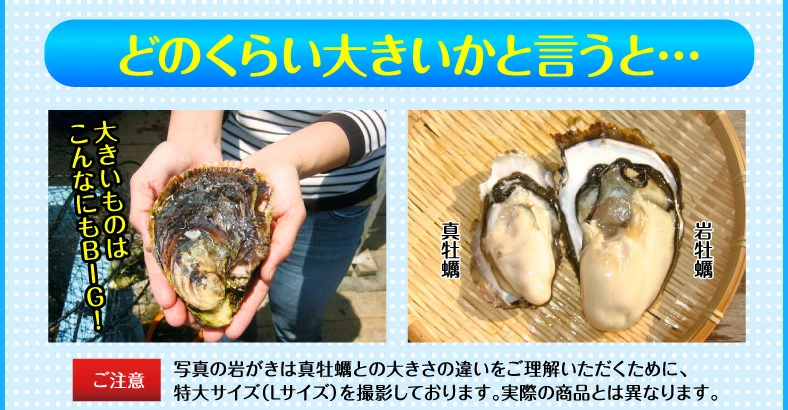 ̵γ 200250g դ䲴() 3kg Ĺ 彽绺 ľ ޥ建 [䤬/䥬/] | ϤΤ󤻥⡼jp