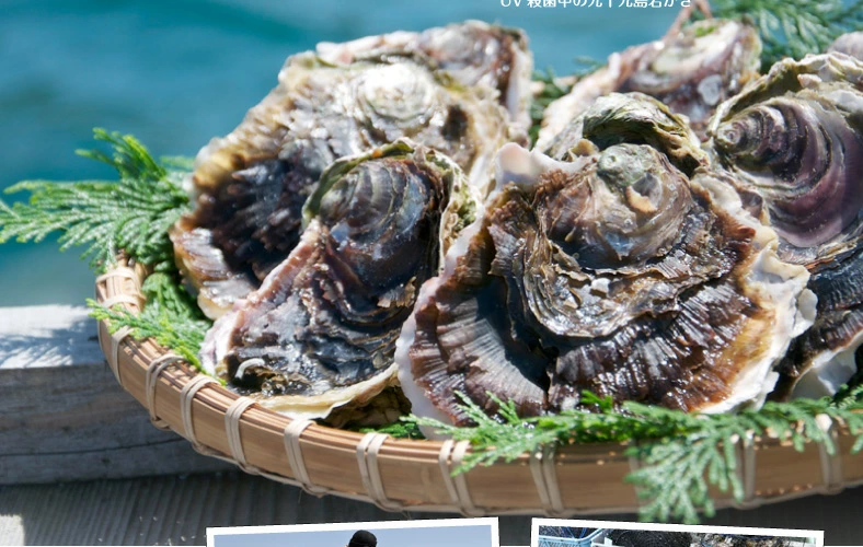 ̵γ 200250g դ䲴() 3kg Ĺ 彽绺 ľ ޥ建 [䤬/䥬/] | ϤΤ󤻥⡼jp
