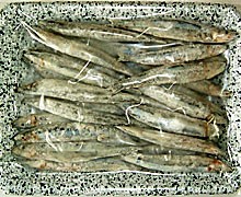 熊本土産に天草特産 刺身 作り方(食べ方レシピ)付き 牛深のきびなご(キビナゴ)セット | 日本全国各地のお取り寄せモール風土jp