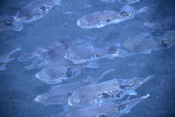 ̵�ǤȤ�դ��ƤҤ졡5g(Ȣ����) | ����������ϤΤ����󤻥⡼������jp