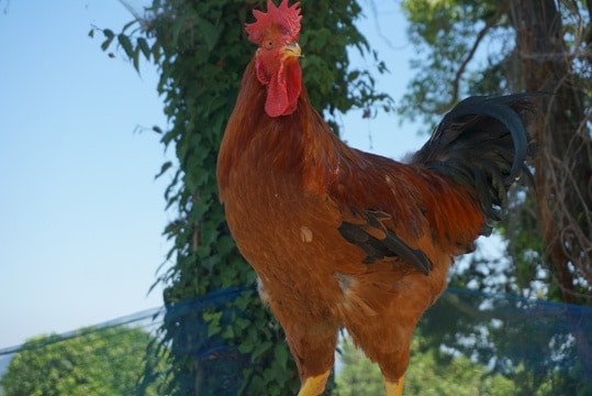 天草大王 親子丼の素と平飼いたまご3食セット | 日本全国各地のお取り寄せモール風土jp