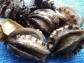 【愛媛県宇和島産】養殖活アワビ1kg(業務用)