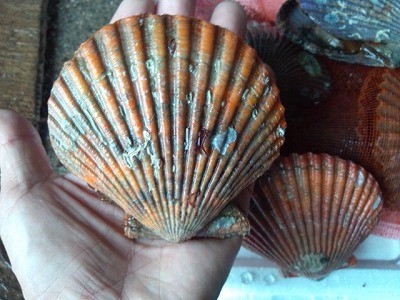 ڰɲ绺ܿҥ1ġʳĹ85ߥʾ/100gʾ  | ϤΤ󤻥⡼jp