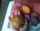 【愛媛宇和島産】養殖活ヒオウギ貝(殻長75〜84ミリ/80〜100g)
