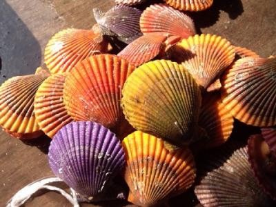 ڰɲ绺ܿҥ1ġʳĹ5069ߥ/50g | ϤΤ󤻥⡼jp