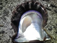 ڰɲ绺ۥ()γ 500g | ϤΤ󤻥⡼jp