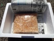 ڰɲ绺۵ꥢ()γ 500g | ϤΤ󤻥⡼jp