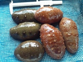 �ڰ�ɲ�������绺�۳褭�ĥʥޥ� 1�� ��100��200g�� | ����������ϤΤ����󤻥⡼������jp