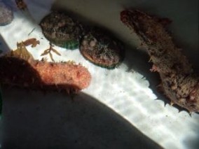 �ڰ�ɲ�������绺�۳褭�ĥʥޥ� 1�� ��100��200g�� | ����������ϤΤ����󤻥⡼������jp