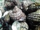 【愛媛宇和島産】天然活サザエ 1kg(7〜10個)