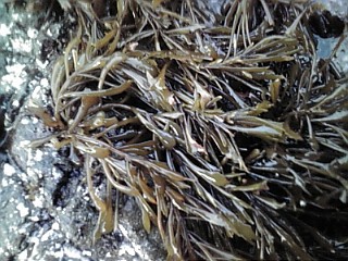 ڰɲ绺ҥ 1kg | ϤΤ󤻥⡼jp