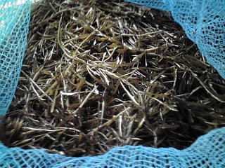 ڰɲ绺ҥ 1kg | ϤΤ󤻥⡼jp