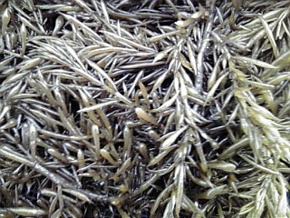 ڰɲ绺ҥ 1kg | ϤΤ󤻥⡼jp