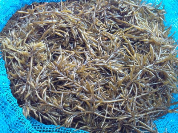 ڰɲ绺ҥ 1kg  | ϤΤ󤻥⡼jp