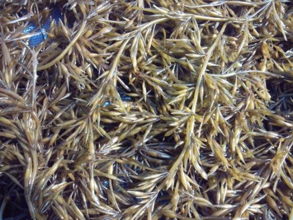 ڰɲ绺ҥ 1kg  | ϤΤ󤻥⡼jp