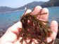 【愛媛宇和島産】生ヒジキ 1kg