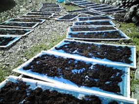 ڰɲ绺Ǵҥ 100 | ϤΤ󤻥⡼jp