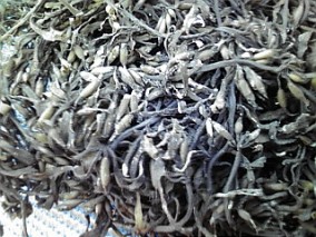 ڰɲ绺Ǵҥ 100 | ϤΤ󤻥⡼jp