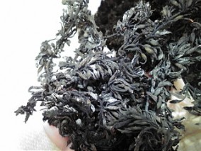 ڰɲ绺Ǵҥ 100 | ϤΤ󤻥⡼jp