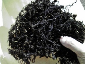 ڰɲ绺Ǵҥ 100 | ϤΤ󤻥⡼jp