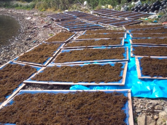 ڰɲ绺Ǵҥ 100  | ϤΤ󤻥⡼jp