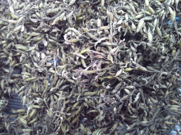 ڰɲ绺Ǵҥ 100  | ϤΤ󤻥⡼jp