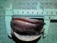 【愛媛県宇和島産】養殖活アワビ(殻長60ミリ/約30g)