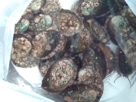 �ڰ�ɲ�������绺���ܿ��襢��ӡʳ�Ĺ65�ߥ�/��40g��