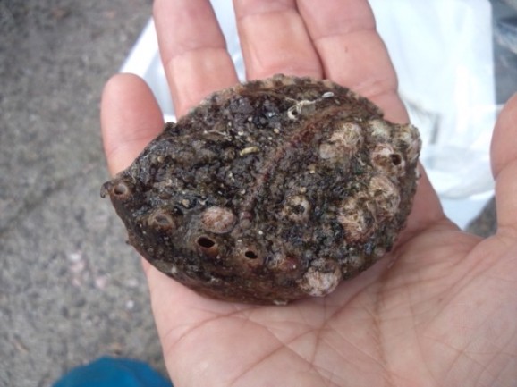 【愛媛県宇和島産】養殖活アワビ1個(殻長75ミリ/約60g) 画像 | 日本全国各地のお取り寄せモール風土jp