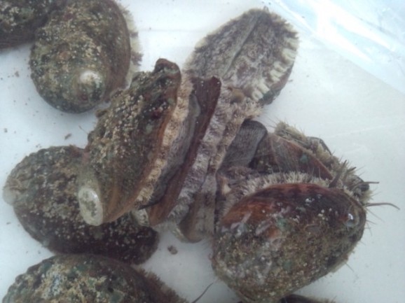 【愛媛県宇和島産】養殖活アワビ1個(殻長75ミリ/約60g) 画像 | 日本全国各地のお取り寄せモール風土jp