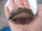 【愛媛県宇和島産】養殖活アワビ(殻長75ミリ/約60g)